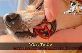 Find out how to remove plaque from your pet's teeth, how to prevent plaque buildup, and when it's time to take your dog for a professional cleaning. What To Do When Your Dog Has A Loose Tooth Little Dog Tips