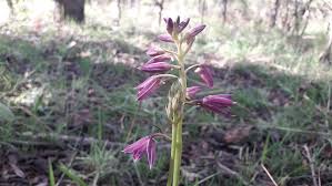 Image result for Orthochilus