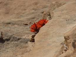 Check spelling or type a new query. Mlewallpapers Com Indian Paintbrush In Rocks