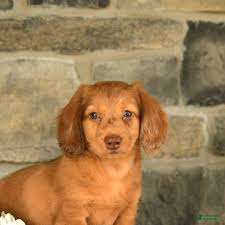 Litter of Miniature Dachshund for sale in East Earl