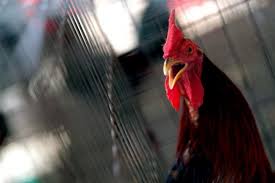 Agen id303 permainan online 2018 menyediakan sabung ayam online live. 4 Orang Tewas Ditembak Di Lokasi Sabung Ayam Vietnam