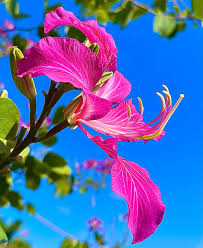 Image result for Bauhinia purpurea