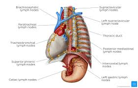 Lymphatics Of The Mediastinum Overview Thoracic Cavity Muscle Anatomy Thoracic Duct