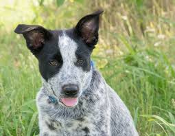 Puppy breath is not far away!! Texas Heeler 14 Facts You Never Knew About The Texas Cattle Dog All Things Dogs All Things Dogs