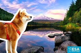 Through frequent pet adoptions, we've placed countless loving creatures with families in the local community. How To Get An Emotional Support Animal In Oregon Esa Doctors