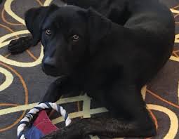 We have 1 beautiful english cocker spaniel puppy left available to the best of home only. Pets Are Most Welcome Relexa Hotel Berlin