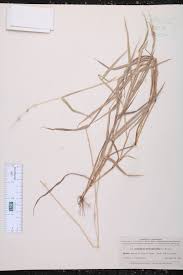 Image result for Anthephora