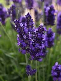 This perennial flower collection includes everything you need to grow a gorgeous cutting garden for enjoyment year after year. Perennial Good For Cut Flowers Bluestone Perennials