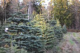 Check spelling or type a new query. Christmas Tree Farms Near Denver And Colorado Springs Co Trekaroo