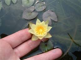 Image Result For Dwarf Lotus In Aquarium Water Lilies Container Water Gardens Water Lily Pond