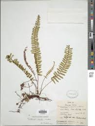 Image result for Trichomanes crispiforme