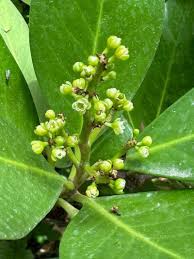 Image result for Corynocarpus