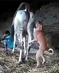 Молодые пристаёт к корове watch online