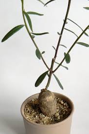 Image result for Talinum crispatulum