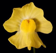 Kuvahaun tulos haulle bladderwort plant