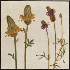 Image result for Vernonia amblyolepis