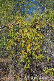 Image result for Pseudognaphalium oligandrum