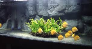 Bare Bottom Planted With Driftwood And Java Fern Discus Aquarium Fish Tank Freshwater Aquarium