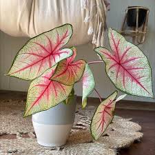 Image result for Caladium