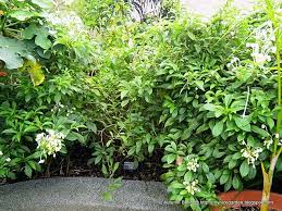 Image result for Clerodendrum incisum