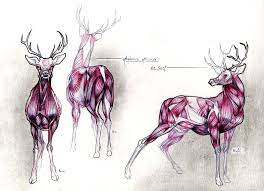 Creature art drawings deer art skeleton drawings deer drawing animal sketches animal tattoos animal skeletons anatomy art. Deer S Anatomy Study By Thefeelgoodswall Deviantart Com On Deviantart Animal Design Illustration Animal Sketches Cartoon Drawings Of Animals