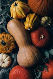 This round pumpkin has moderate ribbing and carves well. Different Kind Of Pumpkins Stock Images Page Everypixel