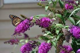 How To Propagate Butterfly Bushes From Cuttings Seeds And Root Division Butterfly Bush Butterfly Plants Grow Butterflies