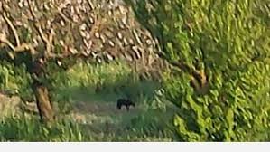 Paura in molise, avvistata una pantera nelle campagne di campobasso. Grosso Animale Nelle Campagne E Pensando Alla Pantera Il Messaggio E Virale