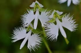 Image result for Habenaria bicolor