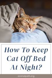 How to keep cats off furniture? How To Keep Cat Off Bed At Night In 2021 Cats Kitten Care Cat Sleeping