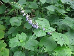 Image result for Isodon ramosissimus