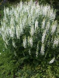 Valkoinen Salvia Plants Garden Salvia