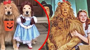 See more ideas about golden retriever, funny animals, pets. Golden Retrievers Dressed As Wizard Of Oz Characters Win Halloween