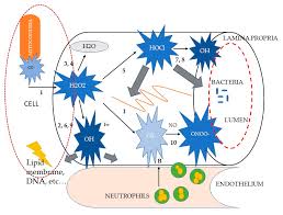 We would like to show you a description here but the site won't allow us. Antioxidants Free Full Text Acute Diarrhea In Dogs Current Management And Potential Role Of Dietary Polyphenols Supplementation Html
