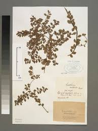 Image result for Synsepalum revolutum