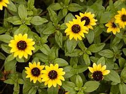 Image result for foto Vitálka