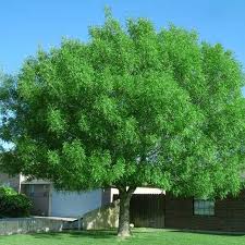 Image result for Fraxinus velutina