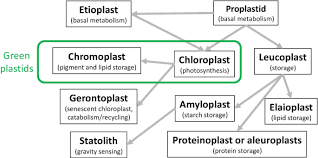 The Colourless Plastids Are Called As……………….And Their Main Function Is  …………….(A) Chloroplasts, Photosynthesis(B) Leucoplasts, Respiration(C)  Chromoplasts, Protection From Sunlight(D) Leucoplasts, Storage Of Food