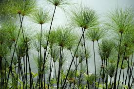 Image result for Cyperus dives