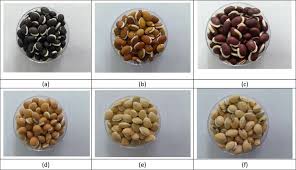 Image result for Lablab