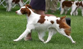 Any pup frome suger and gracie $1000.00 per pup, $200.00 deposit to hold one for you. Brittanys German Shorthaired Pointers Brittany Puppies And Gsp Puppies Equestrian Training And Handling At Whisper Ridge Kennels