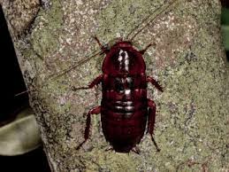 Maybe you would like to learn more about one of these? Florida Wood Roach Regal Pest Control In Ocala The Villages Lady Lake Leesburg Fl