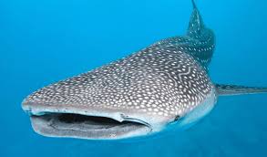 Whale shark whale shark photograph by deep blue utila march 2003 kids can draw: Whale Shark Adventure
