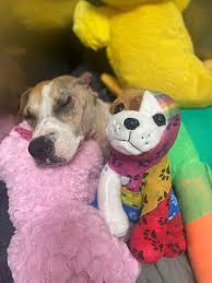 Dog in recovery as alleged attacker's bond is raised