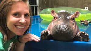 It's Fiona the hippo's birthday. She's already had a remarkable life.