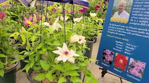 Find help and information on clematis 'angelique' 'evipo017' hybrida 'boulevard angelique', including varieties and pruning advice. Clematis Countess Of Wessex Exquisite Elegant Easy To Grow Raymond Evison Flowering Vine Youtube