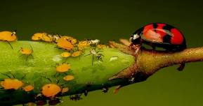 Master Gardener Plant Clinic at the San Mateo Arboretum