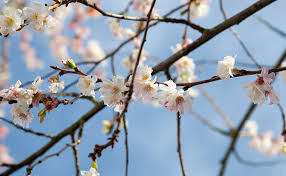 Okame trees are one of the first trees to bloom in the spring. Winter Flowering Cherry The Great Deceiver The Street Tree