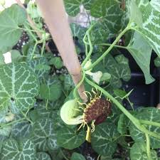 Image result for Aristolochia albida