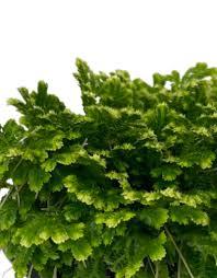 Image result for Selaginella tenerrima